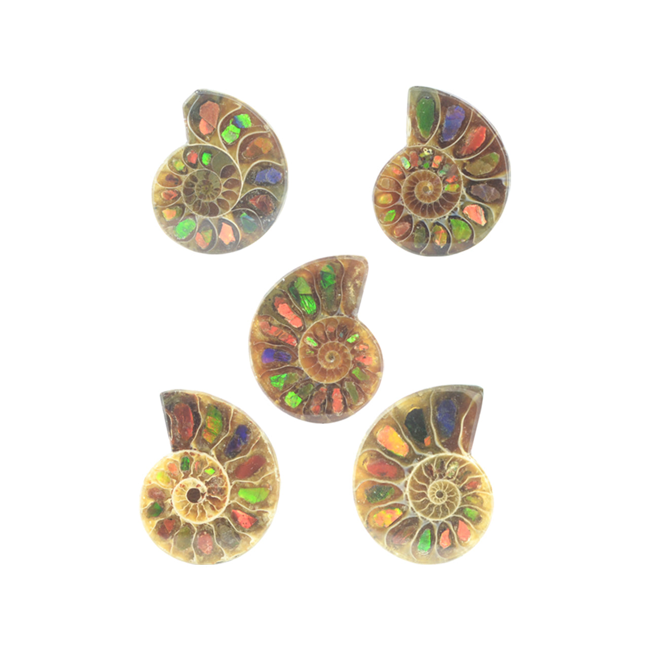 Starborn Ammonite Half with Ammolite Inlay Cabochon (20-22mm) - 1 Piece