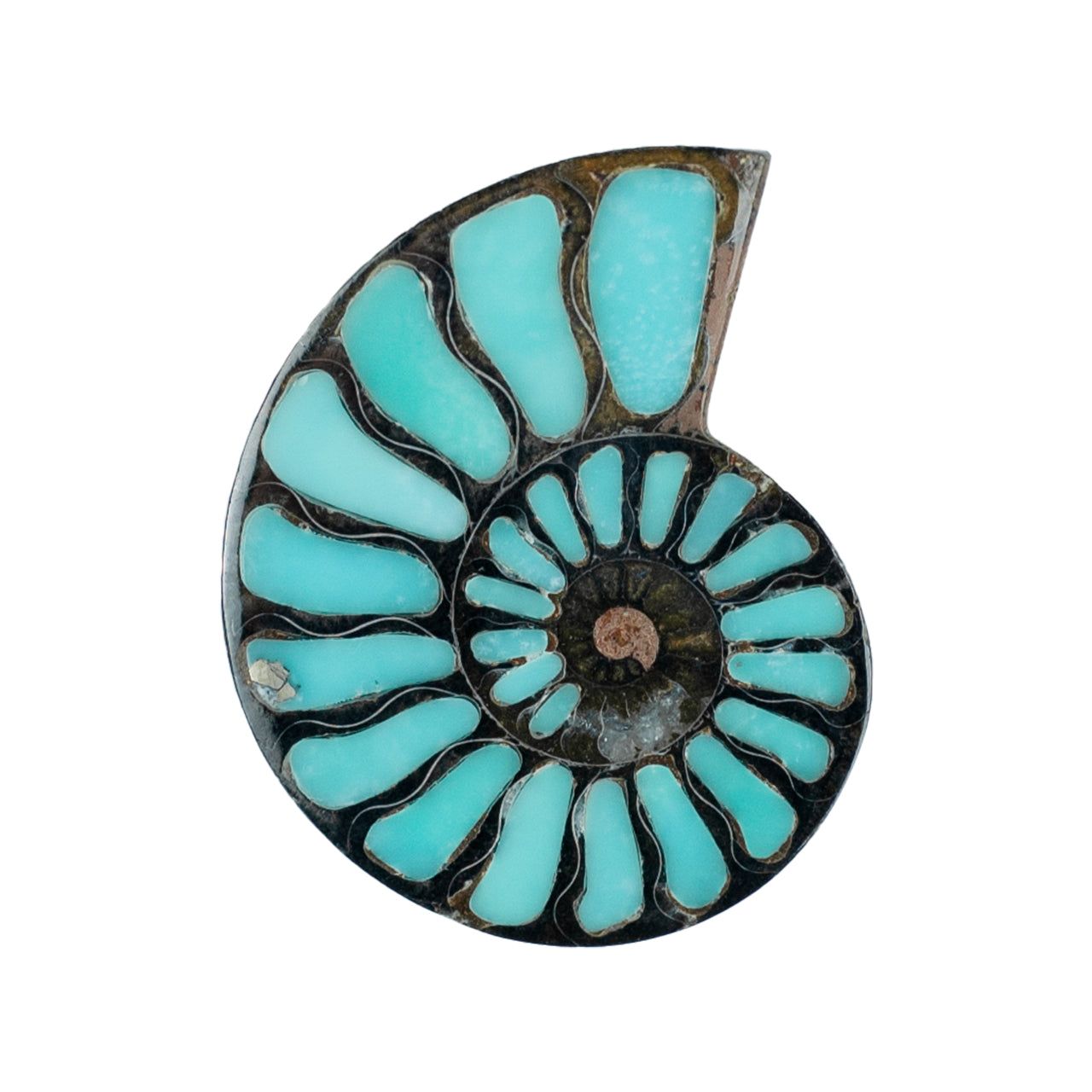Starborn Ammonite Half with Turquoise Inlay Cabochon 48 - 50mm, 1 Piece