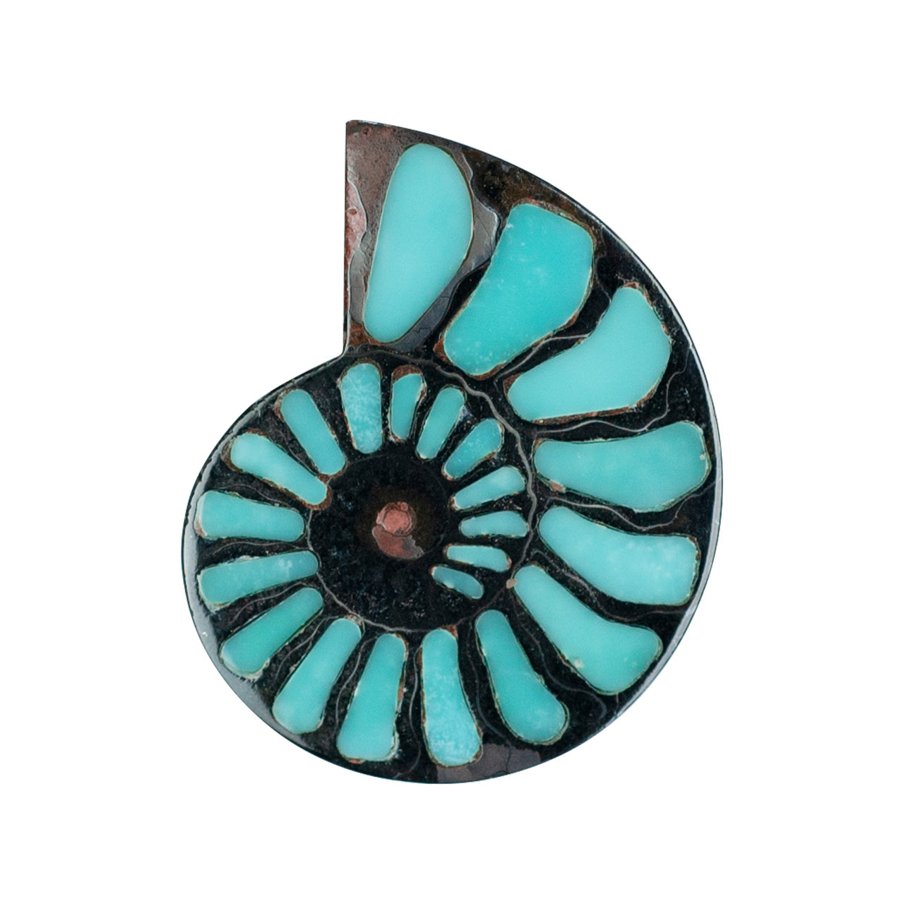 Starborn Ammonite Half with Turquoise Inlay Cabochon 48 - 50mm, 1 Piece
