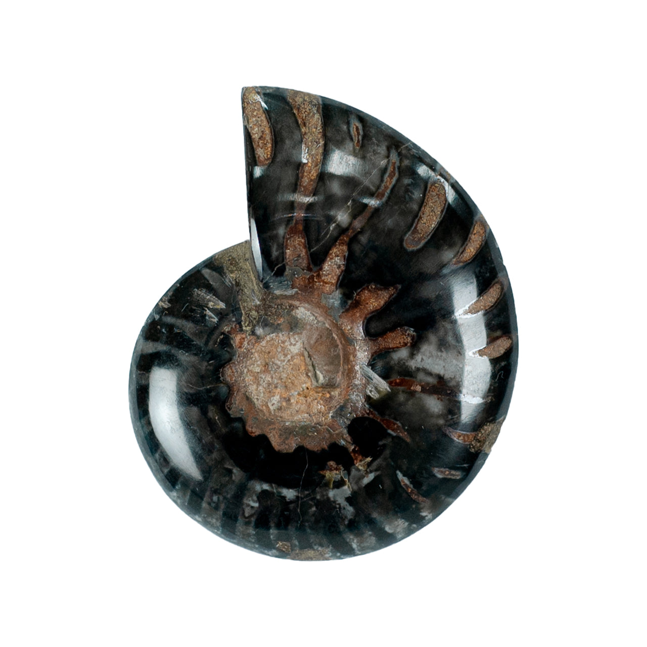 Starborn Ammonite Half with Turquoise Inlay Cabochon 48 - 50mm, 1 Piece