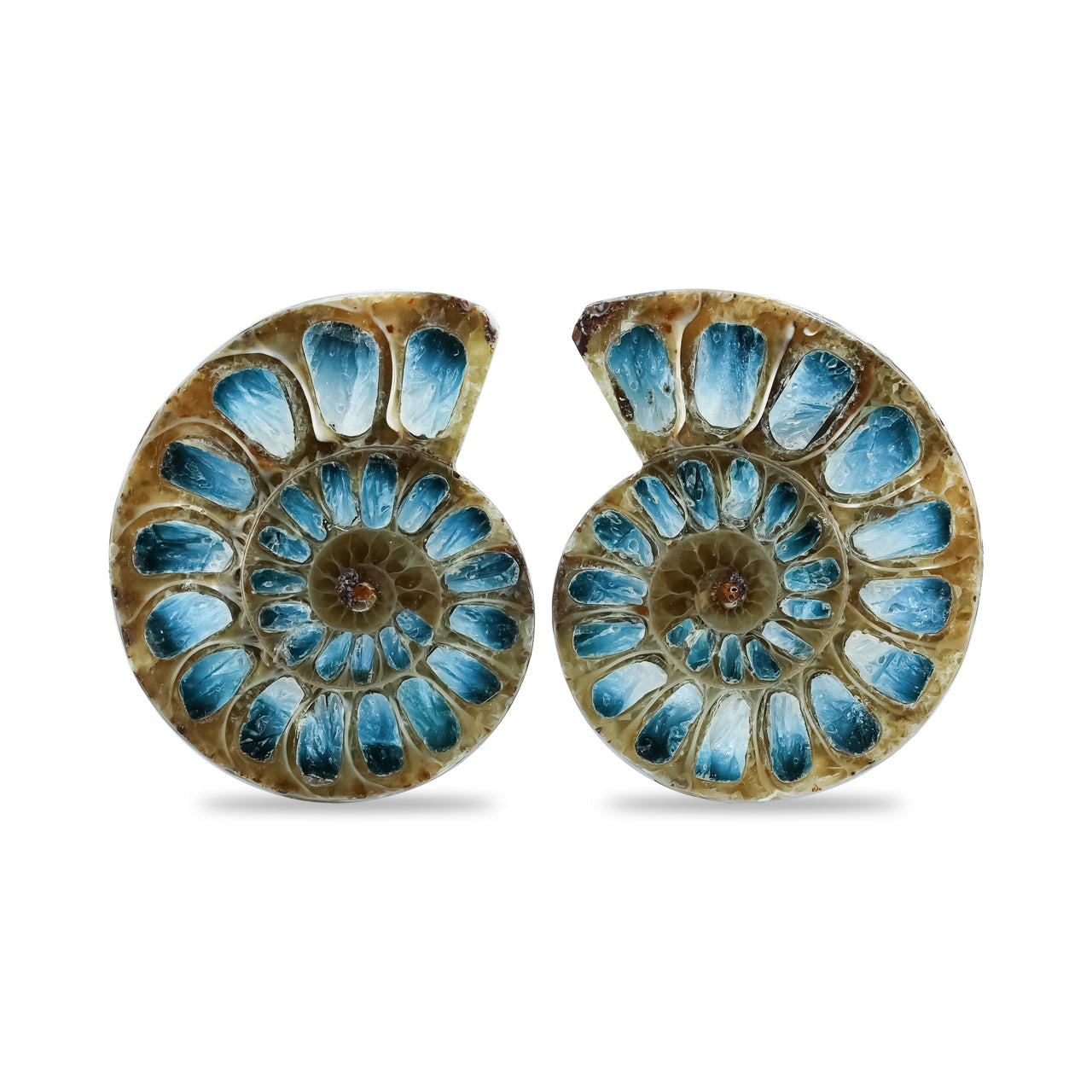 Starborn Ammonite Half with Blue Ice Glacierite Inlay Cabochon 31 - 33 mm