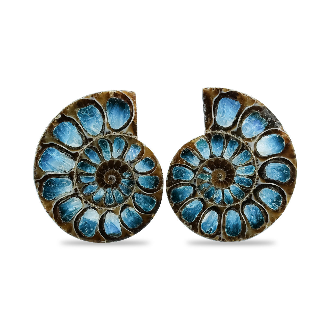 Starborn Ammonite Half with Blue Ice Glacierite Inlay Cabochon 31 - 33 mm