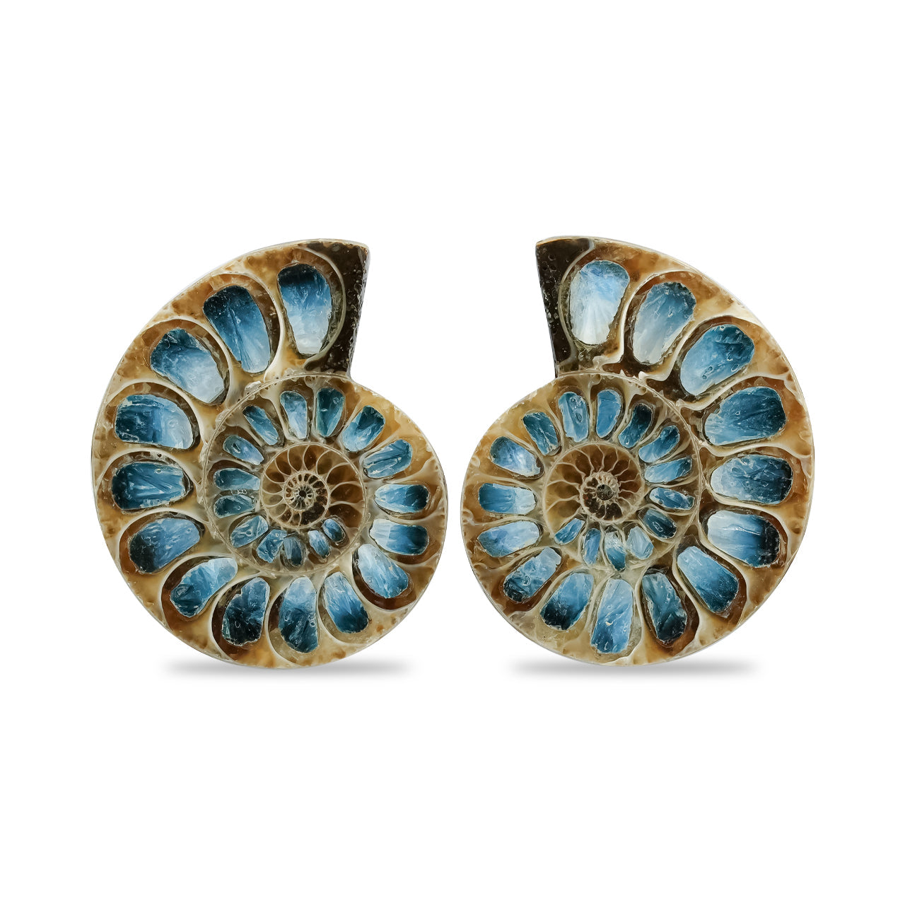 Starborn Ammonite Half with Blue Ice Glacierite Inlay Cabochon 31 - 33 mm