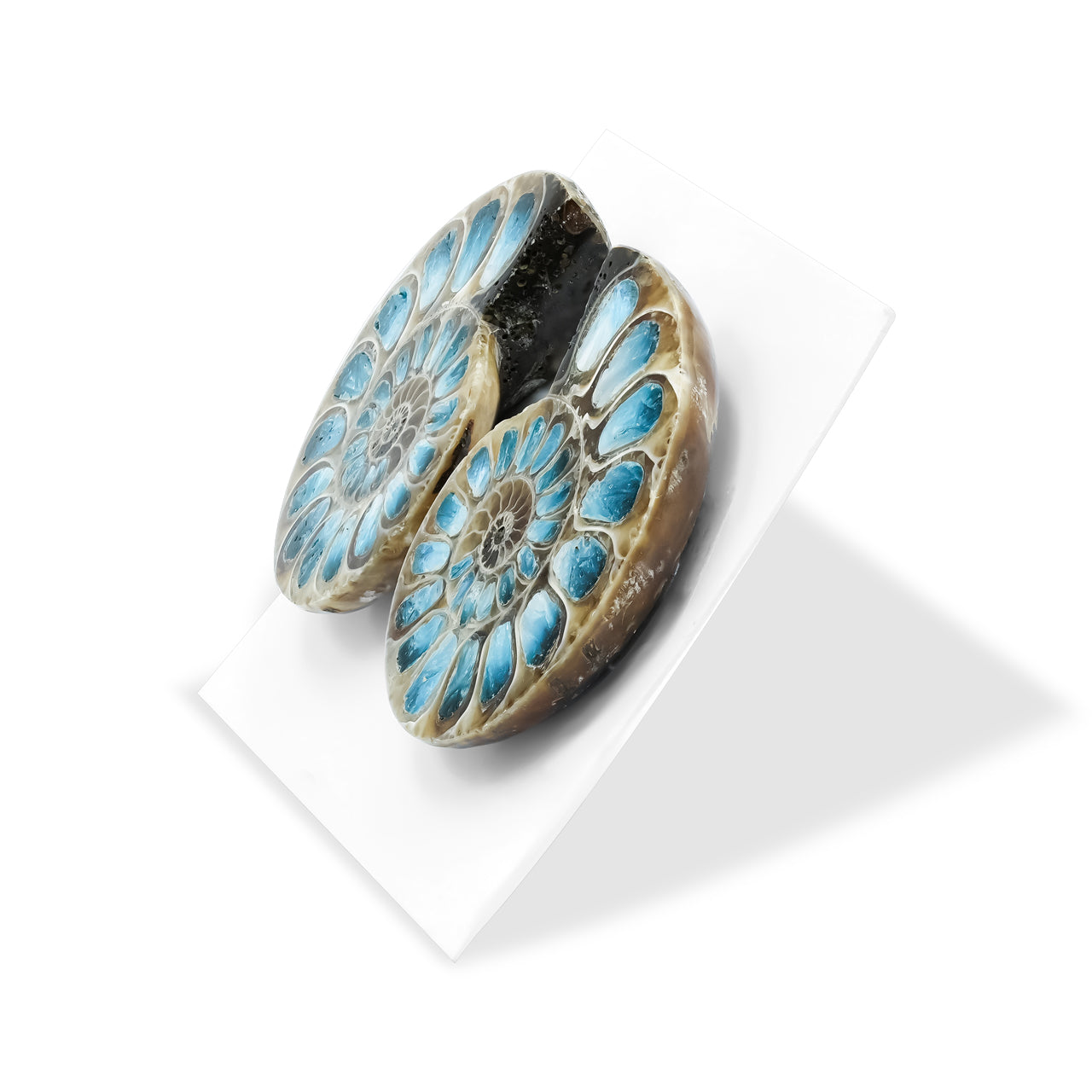Starborn Ammonite Half with Blue Ice Glacierite Inlay Cabochon 31 - 33 mm