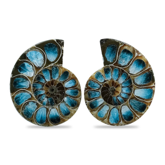 Starborn Ammonite Half with Blue Ice Glacierite Inlay Cabochons 28 - 30 mm, 1 Pair