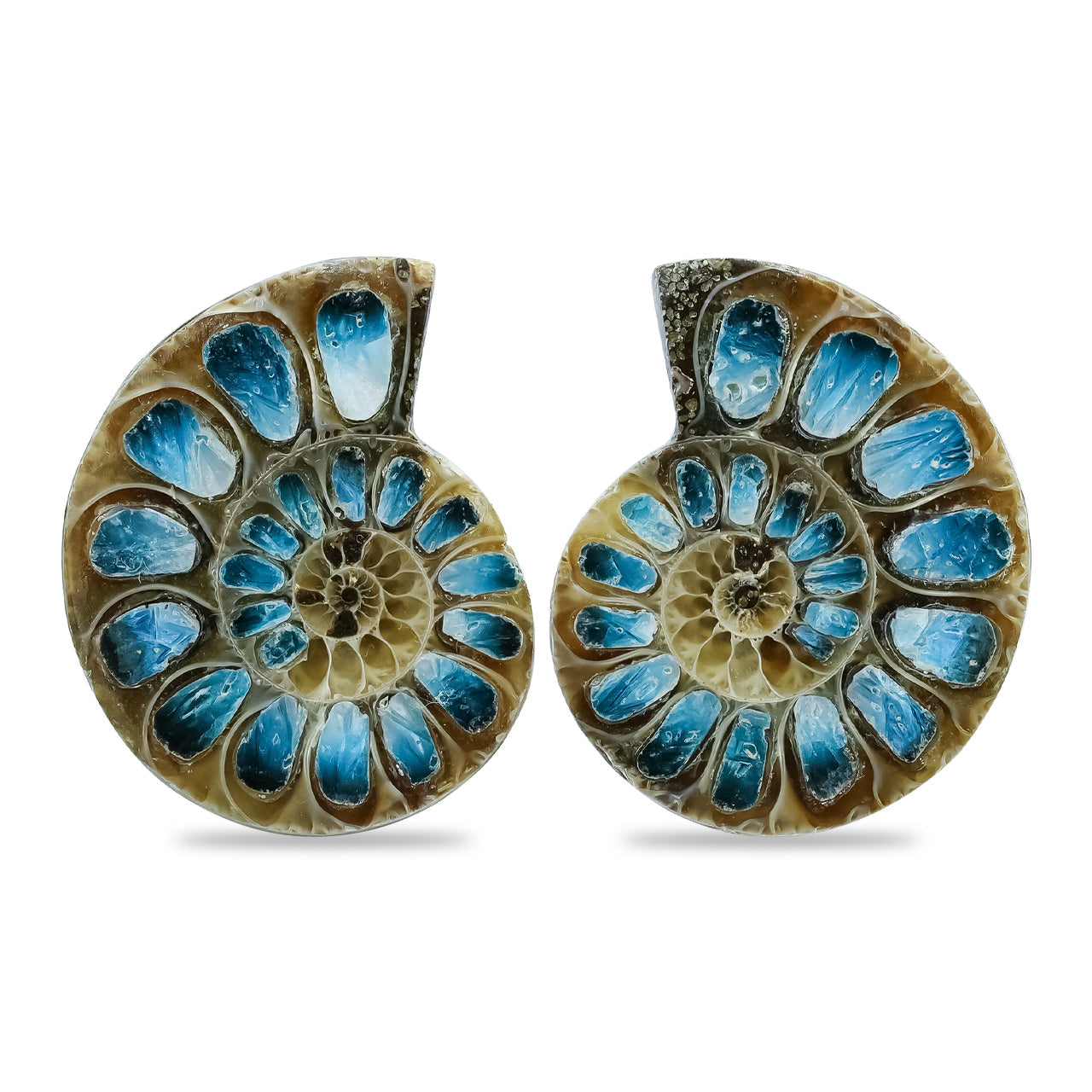 Starborn Ammonite Half with Blue Ice Glacierite Inlay Cabochons 28 - 30 mm, 1 Pair