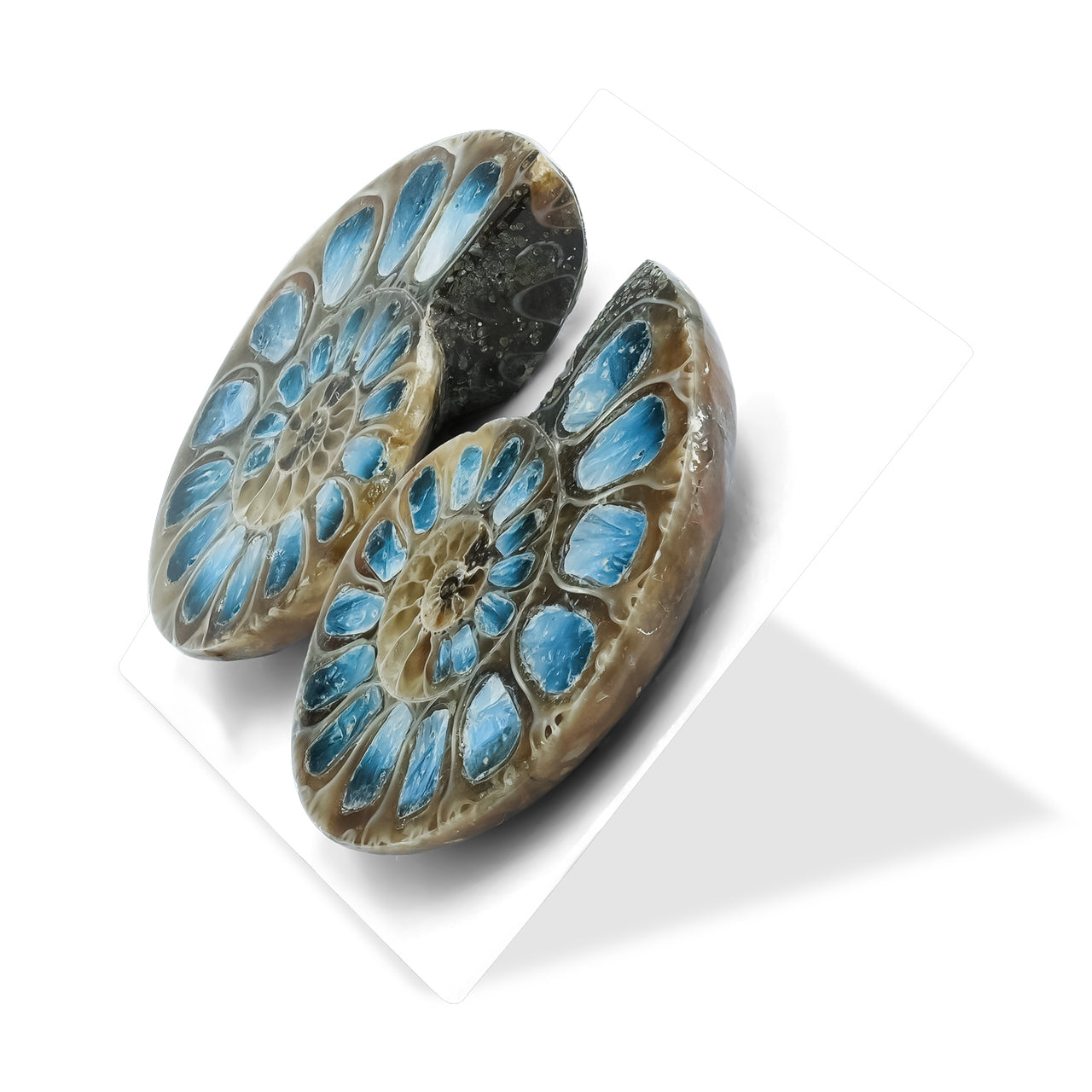 Starborn Ammonite Half with Blue Ice Glacierite Inlay Cabochons 28 - 30 mm, 1 Pair