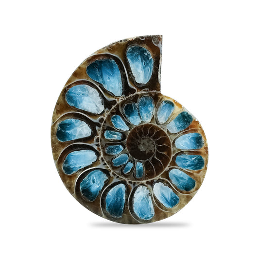Starborn Ammonite Half with Blue Ice Glacierite Inlay Cabochon 33 - 36 mm, 1 Piece