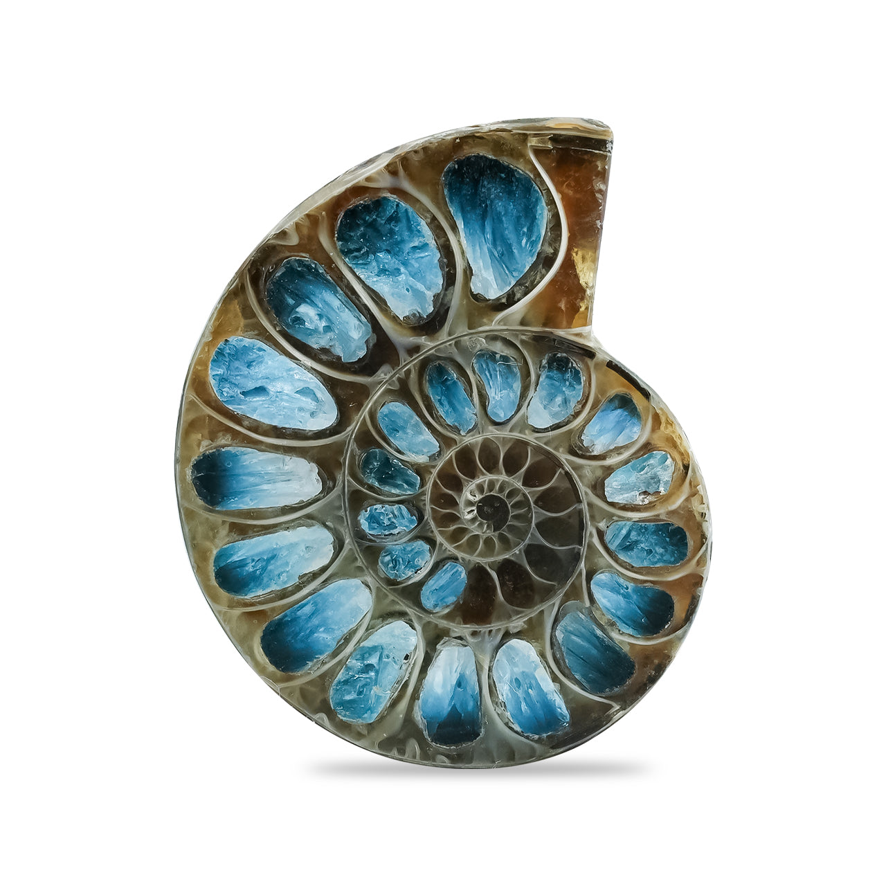 Starborn Ammonite Half with Blue Ice Glacierite Inlay Cabochon 33 - 36 mm, 1 Piece