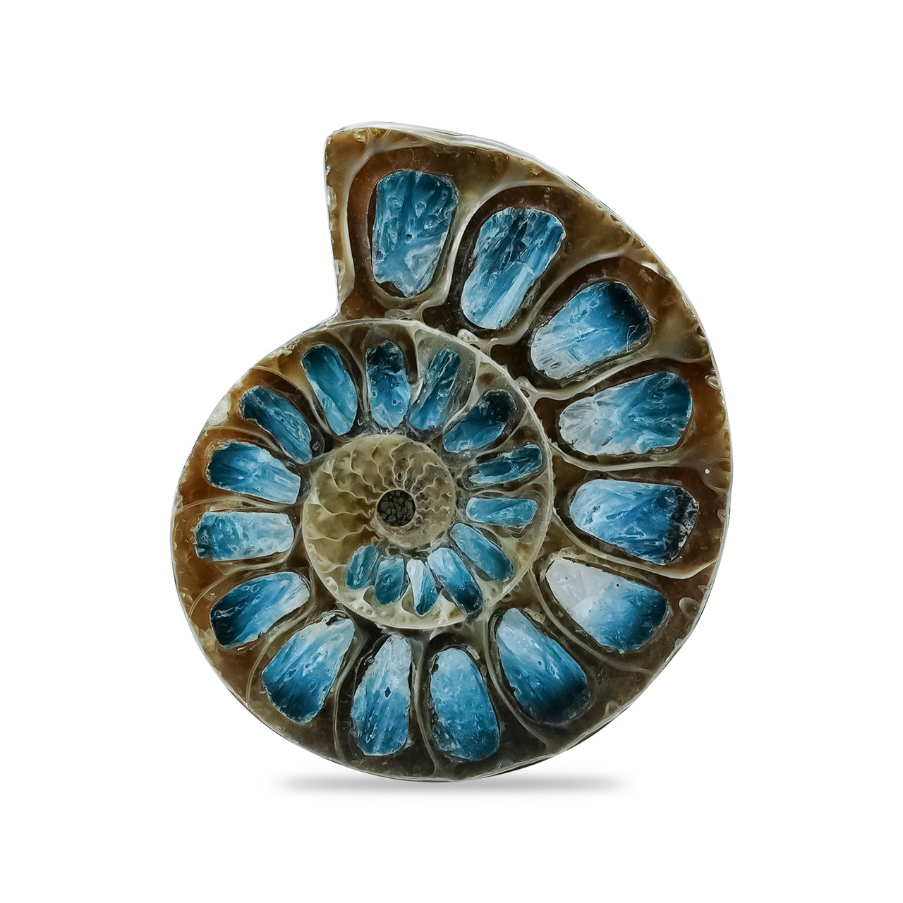 Starborn Ammonite Half with Blue Ice Glacierite Inlay Cabochon 33 - 36 mm, 1 Piece