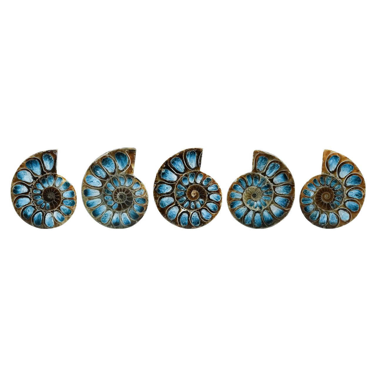 Starborn Ammonite Half with Blue Ice Glacierite Inlay Cabochon 33 - 36 mm, 1 Piece