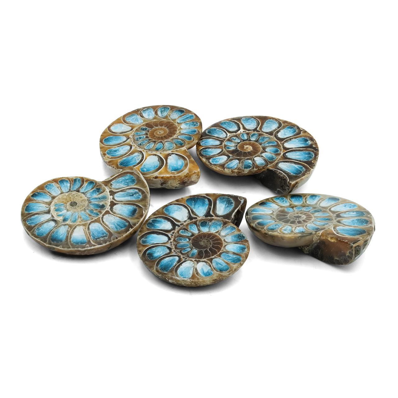 Starborn Ammonite Half with Blue Ice Glacierite Inlay Cabochon 33 - 36 mm, 1 Piece