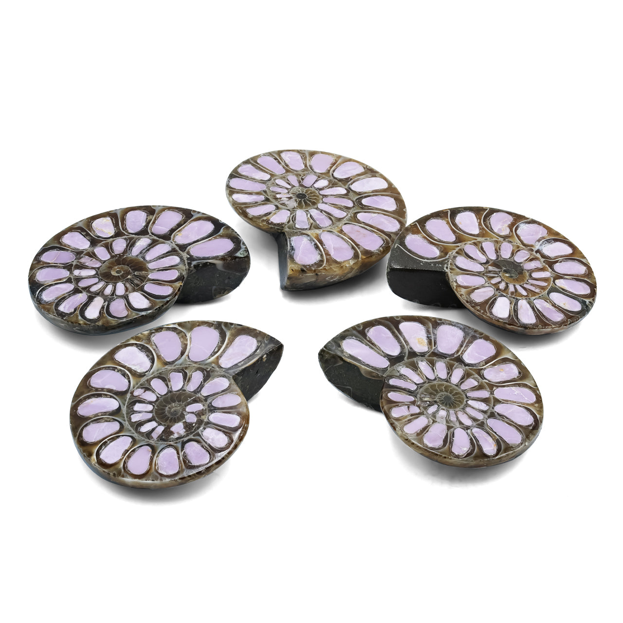 Starborn Half Ammonite with Lilac Phosphosiderite Inlay Cabochon 33 - 36mm, 1 Piece