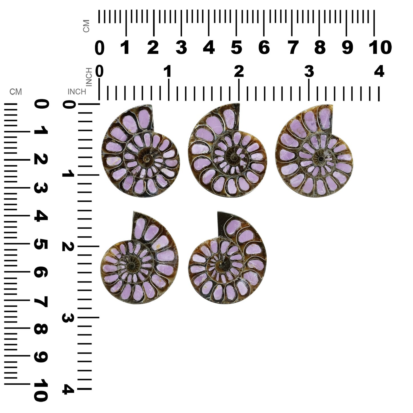 Starborn Half Ammonite with Lilac Phosphosiderite Inlay Cabochon 33 - 36mm, 1 Piece