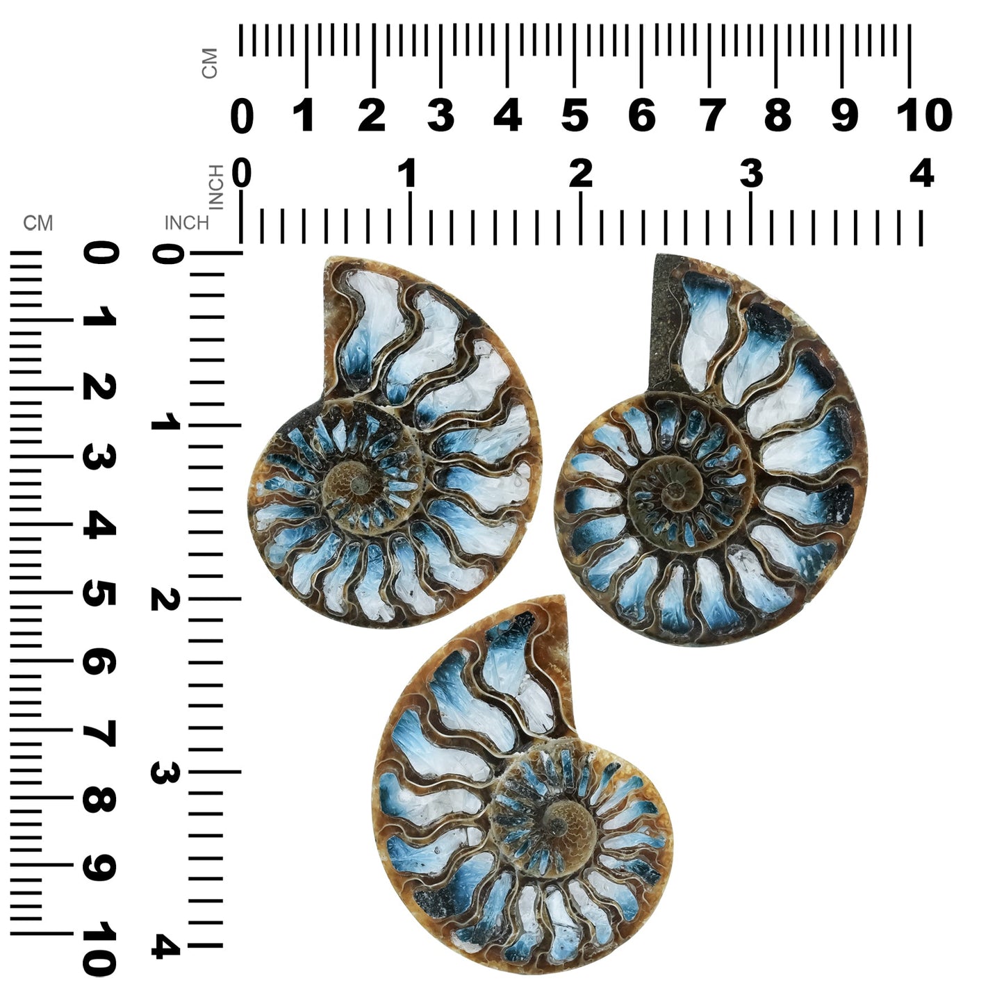 Starborn Ammonite with Blue Ice Glacierite Inlay Cabochon 56 - 60mm, 1 Piece