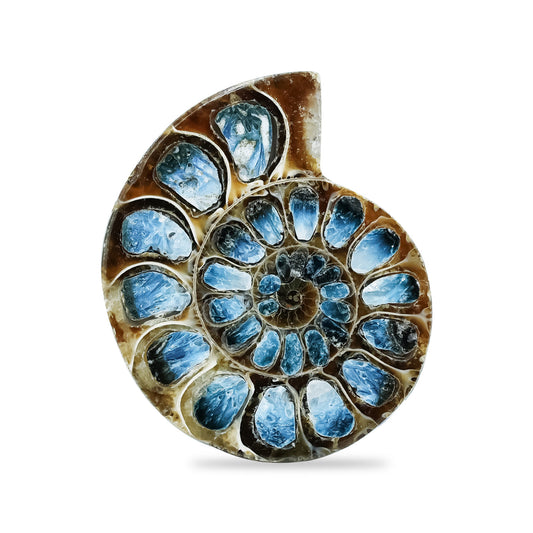 Starborn Ammonite Half with Blue Ice Glacierite Inlay Cabochon 41 - 45 mm, 1 Piece