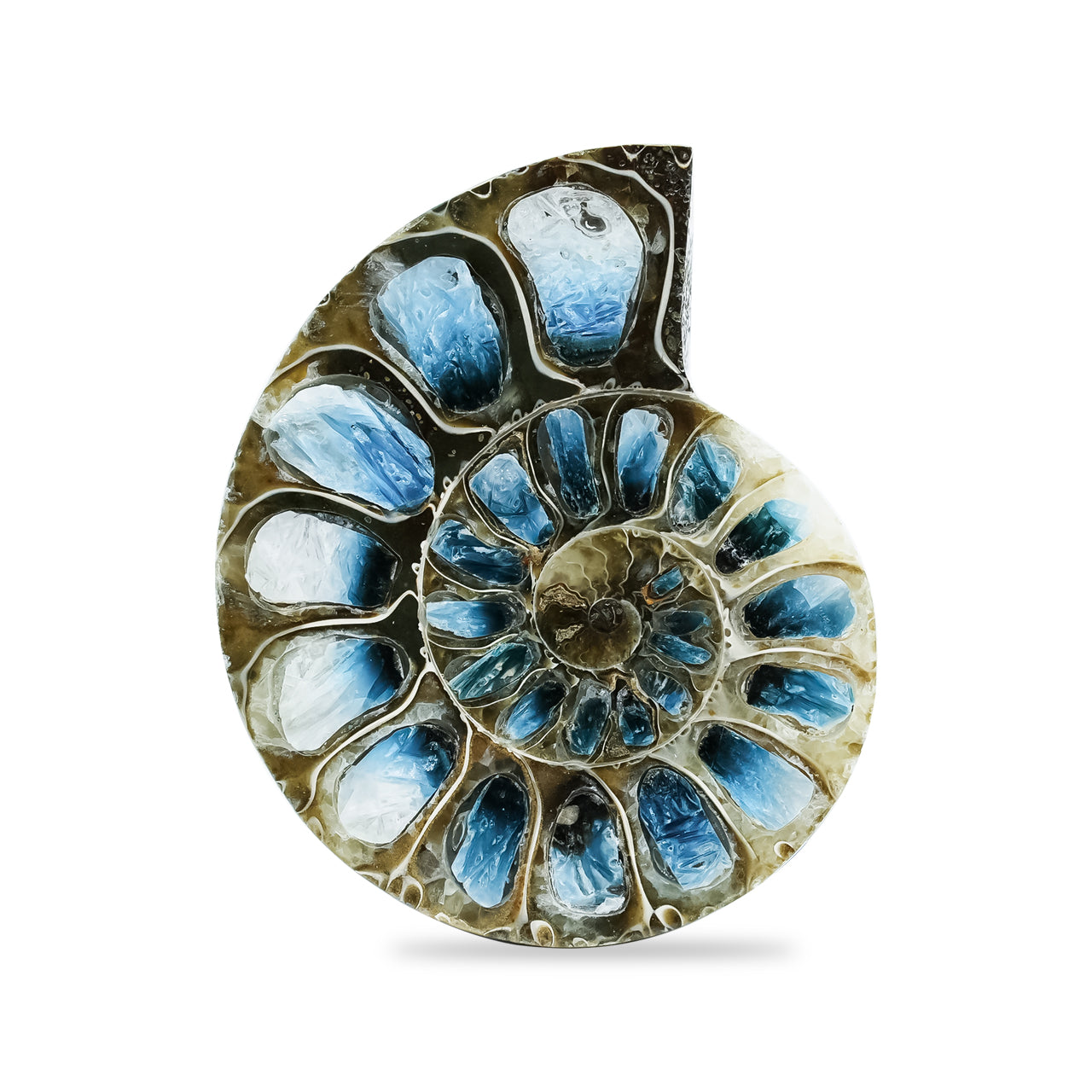 Starborn Ammonite Half with Blue Ice Glacierite Inlay Cabochon 41 - 45 mm, 1 Piece
