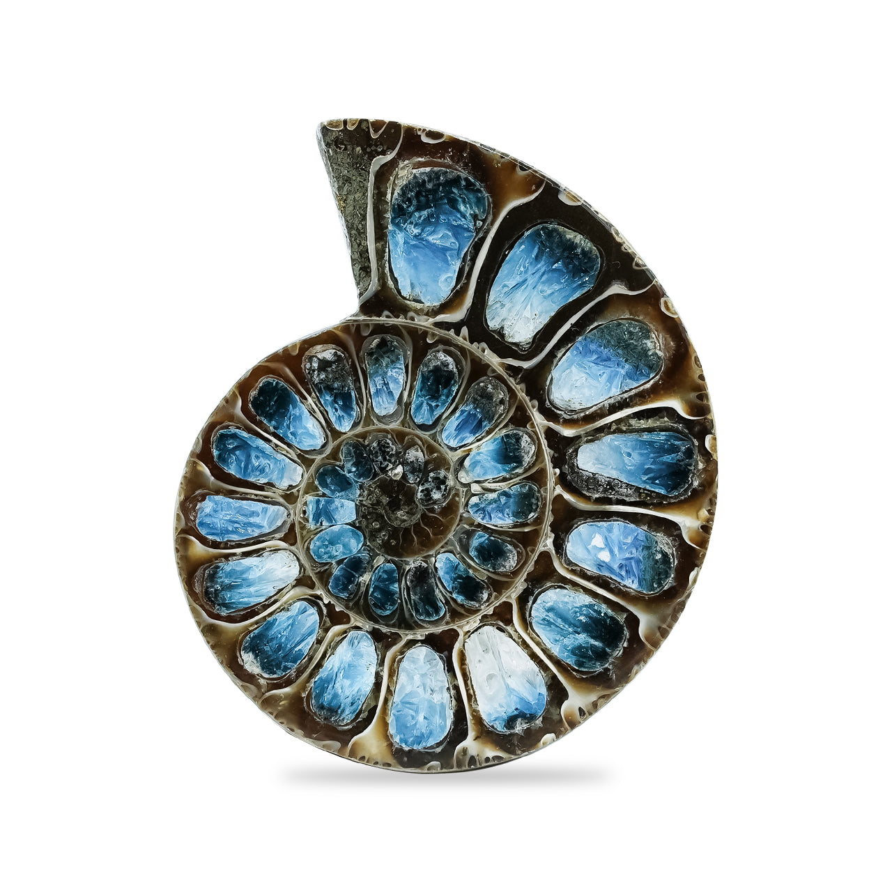 Starborn Ammonite Half with Blue Ice Glacierite Inlay Cabochon 41 - 45 mm, 1 Piece
