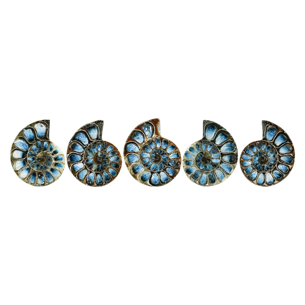 Starborn Ammonite Half with Blue Ice Glacierite Inlay Cabochon 41 - 45 mm, 1 Piece