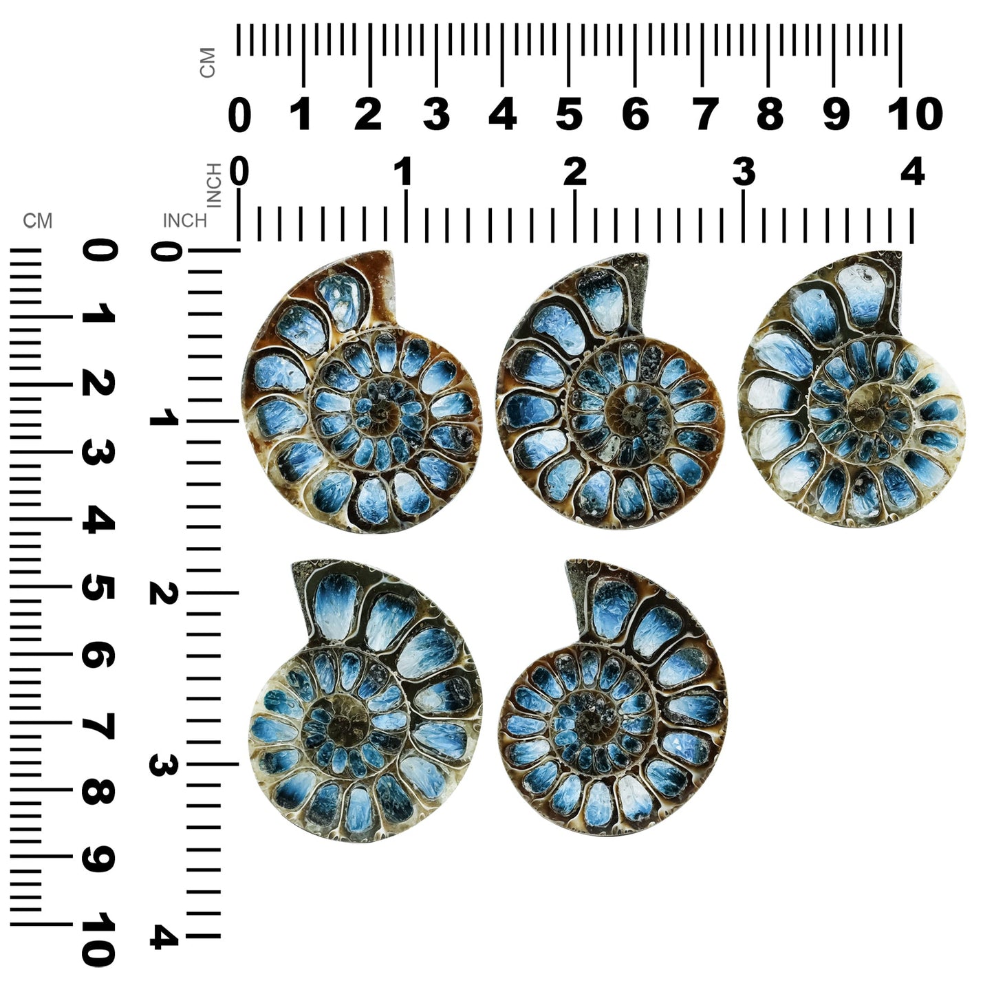 Starborn Ammonite Half with Blue Ice Glacierite Inlay Cabochon 41 - 45 mm, 1 Piece