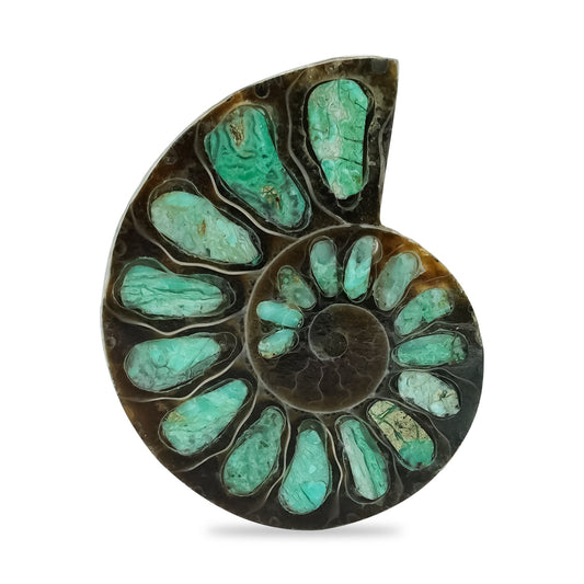 Starborn Half Ammonite with Smithsonite Inlay Cabochon 28 - 32 mm, 1 Piece