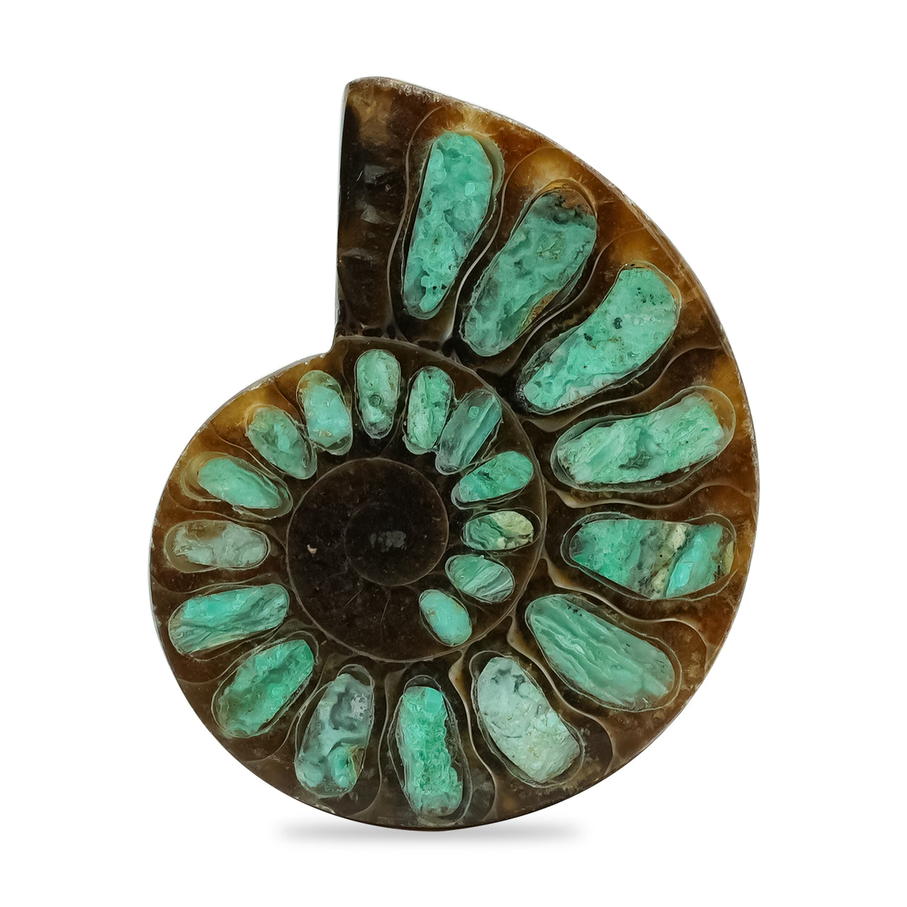 Starborn Half Ammonite with Smithsonite Inlay Cabochon 28 - 32 mm, 1 Piece
