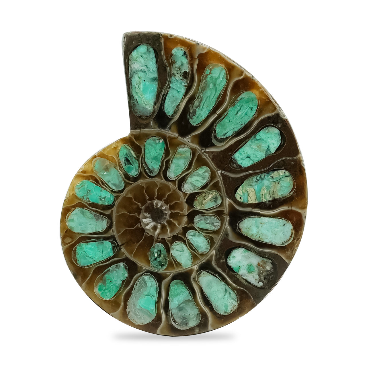 Starborn Half Ammonite with Smithsonite Inlay Cabochon 28 - 32 mm, 1 Piece