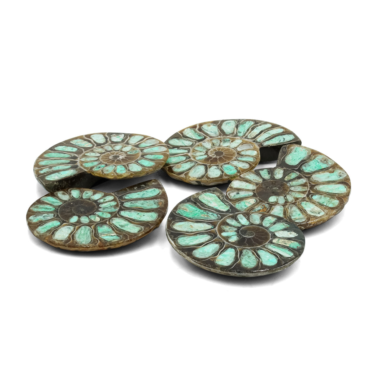 Starborn Half Ammonite with Smithsonite Inlay Cabochon 28 - 32 mm, 1 Piece