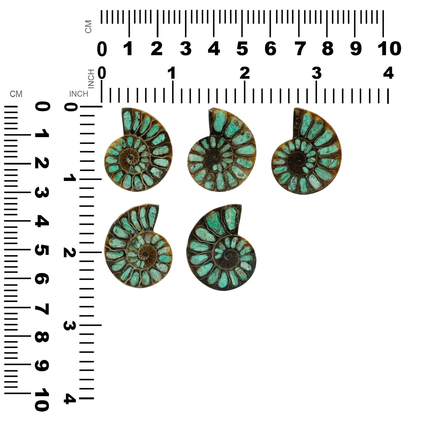 Starborn Half Ammonite with Smithsonite Inlay Cabochon 28 - 32 mm, 1 Piece