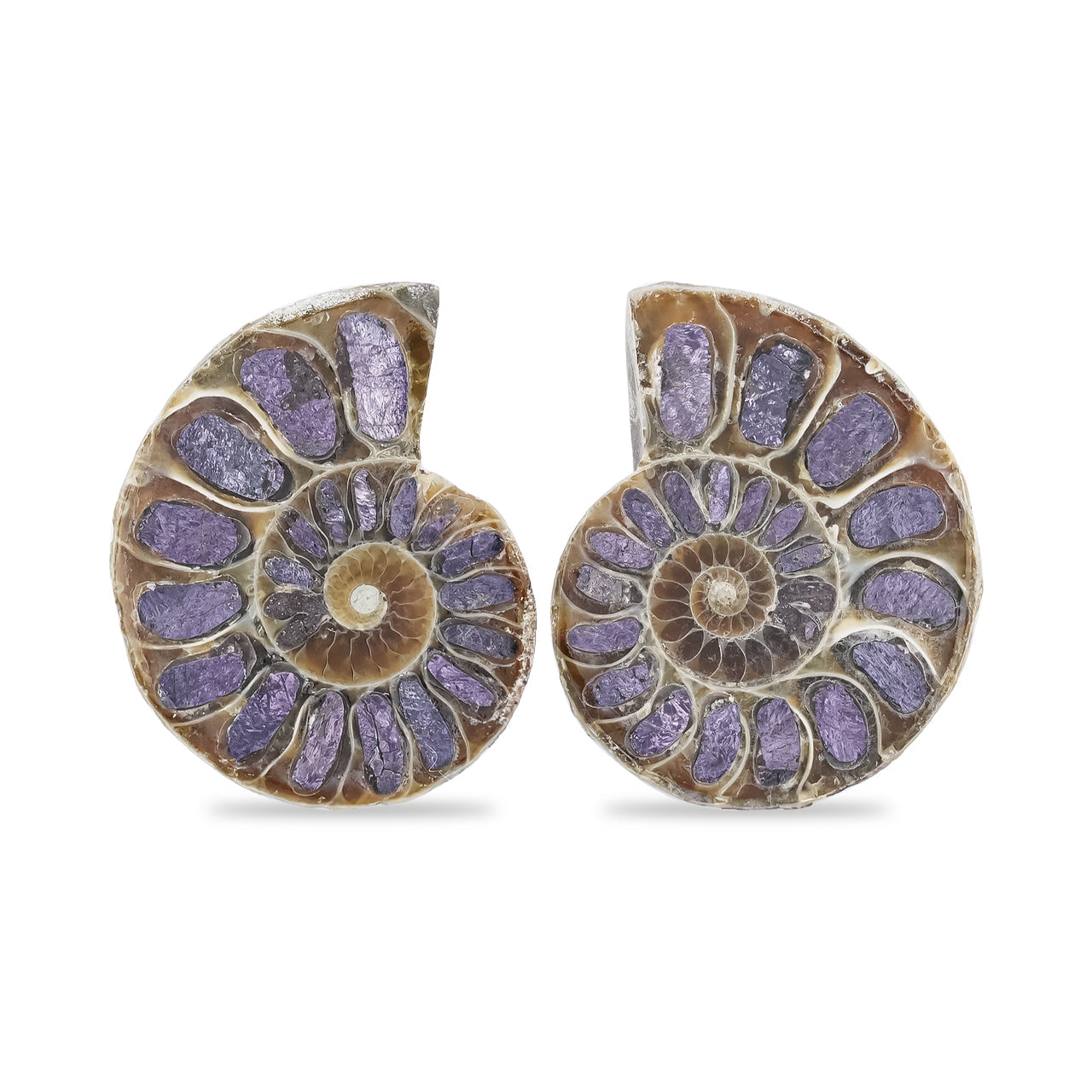 Starborn Ammonite Half with Purpurite Inlay Cabochon 21 - 25 mm, 1 Pair