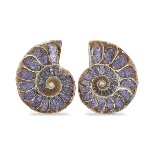 Starborn Ammonite Half with Purpurite Inlay Cabochon 21 - 25 mm, 1 Pair