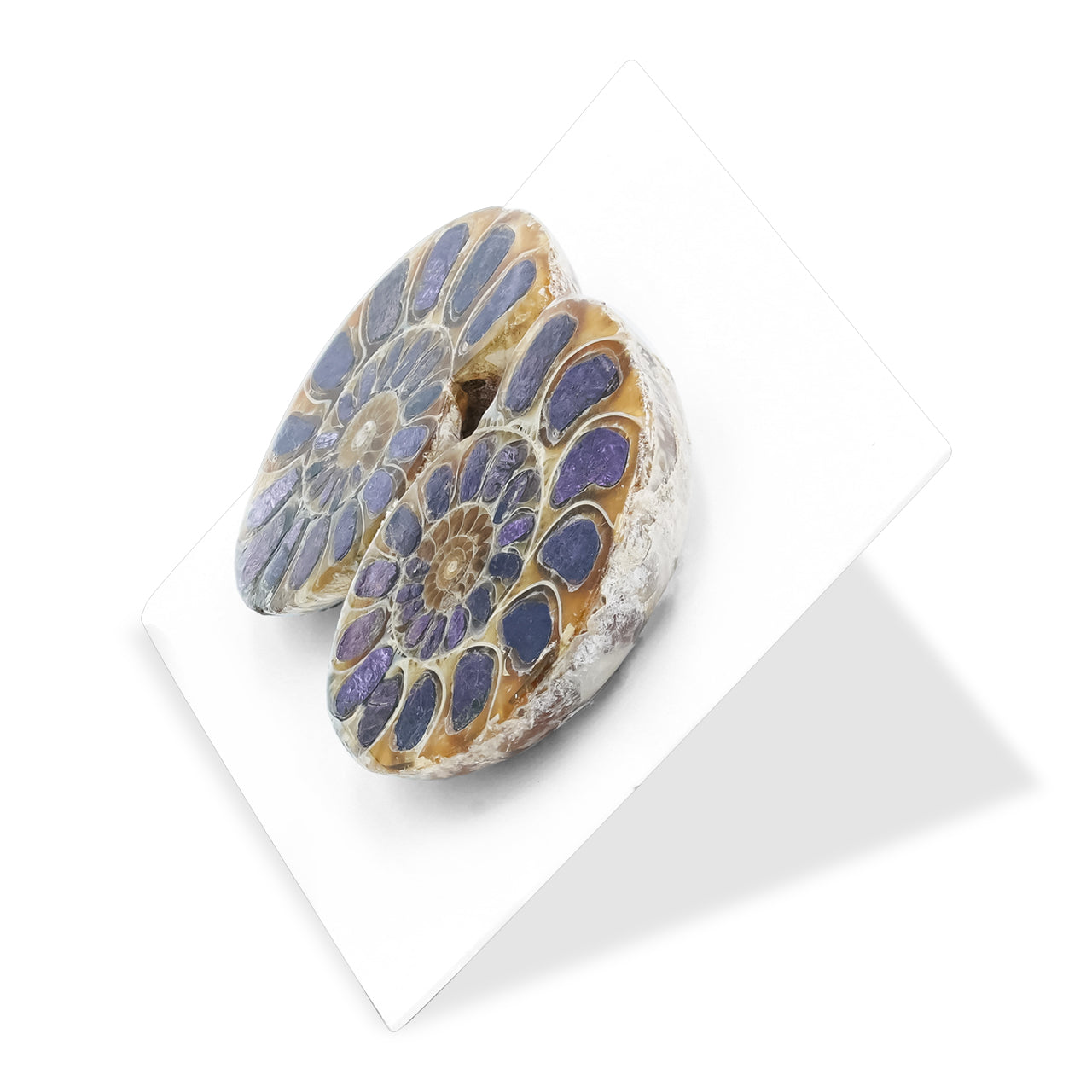 Starborn Ammonite Half with Purpurite Inlay Cabochon 21 - 25 mm, 1 Pair