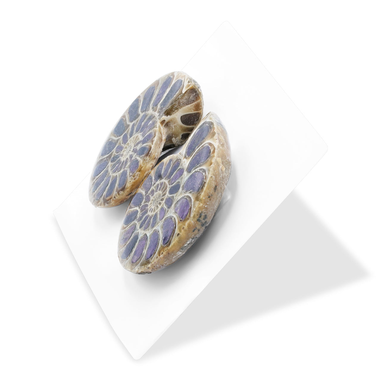 Starborn Ammonite Half with Purpurite Inlay Cabochon 25 - 28 mm, 1 Pair