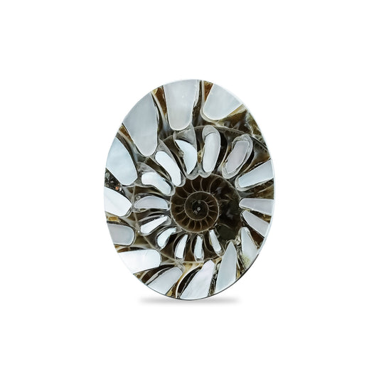 Starborn Ammonite with Mother of Pearl Inlay Oval Cabochon 15 x 20 mm, 1 Piece