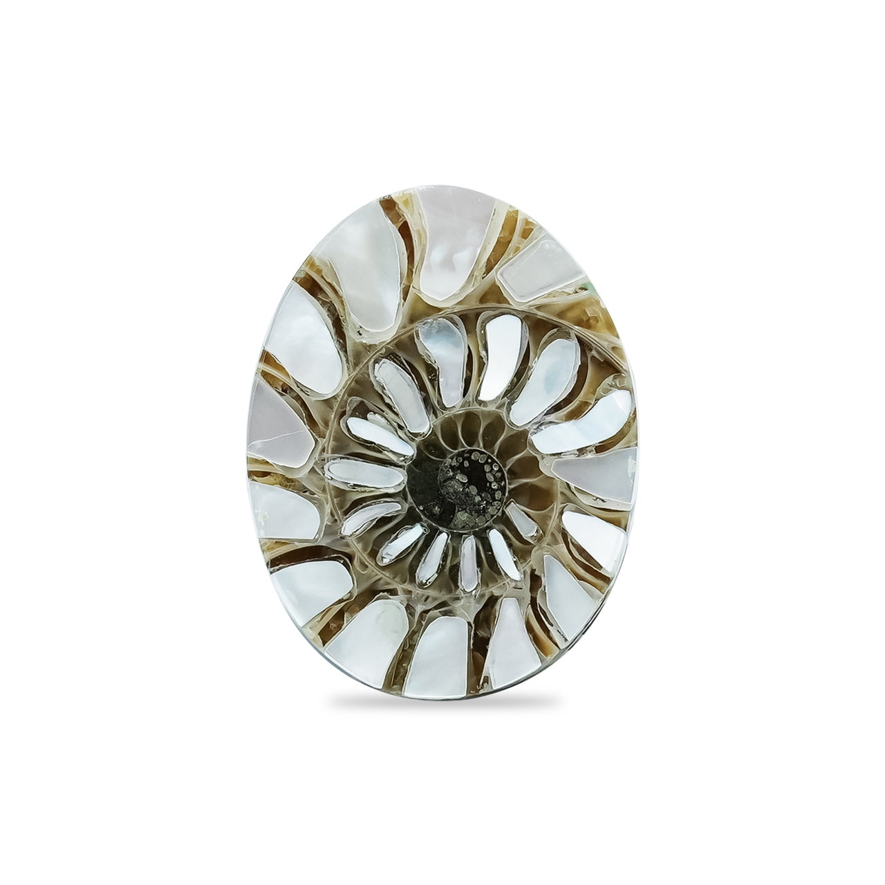 Starborn Ammonite with Mother of Pearl Inlay Oval Cabochon 15 x 20 mm, 1 Piece