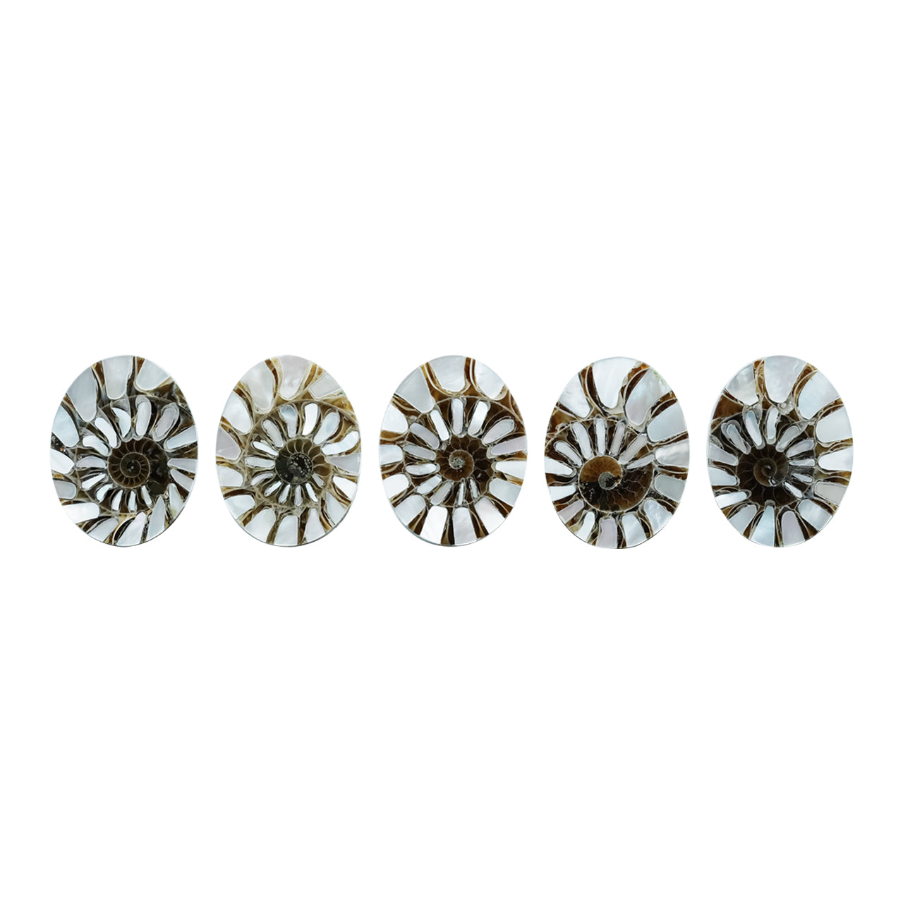 Starborn Ammonite with Mother of Pearl Inlay Oval Cabochon 15 x 20 mm, 1 Piece