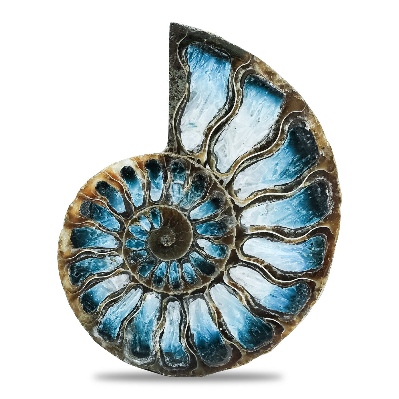 Starborn Ammonite Half with Blue Ice Glacierite Inlay Cabochon 51 - 55mm, 1 piece