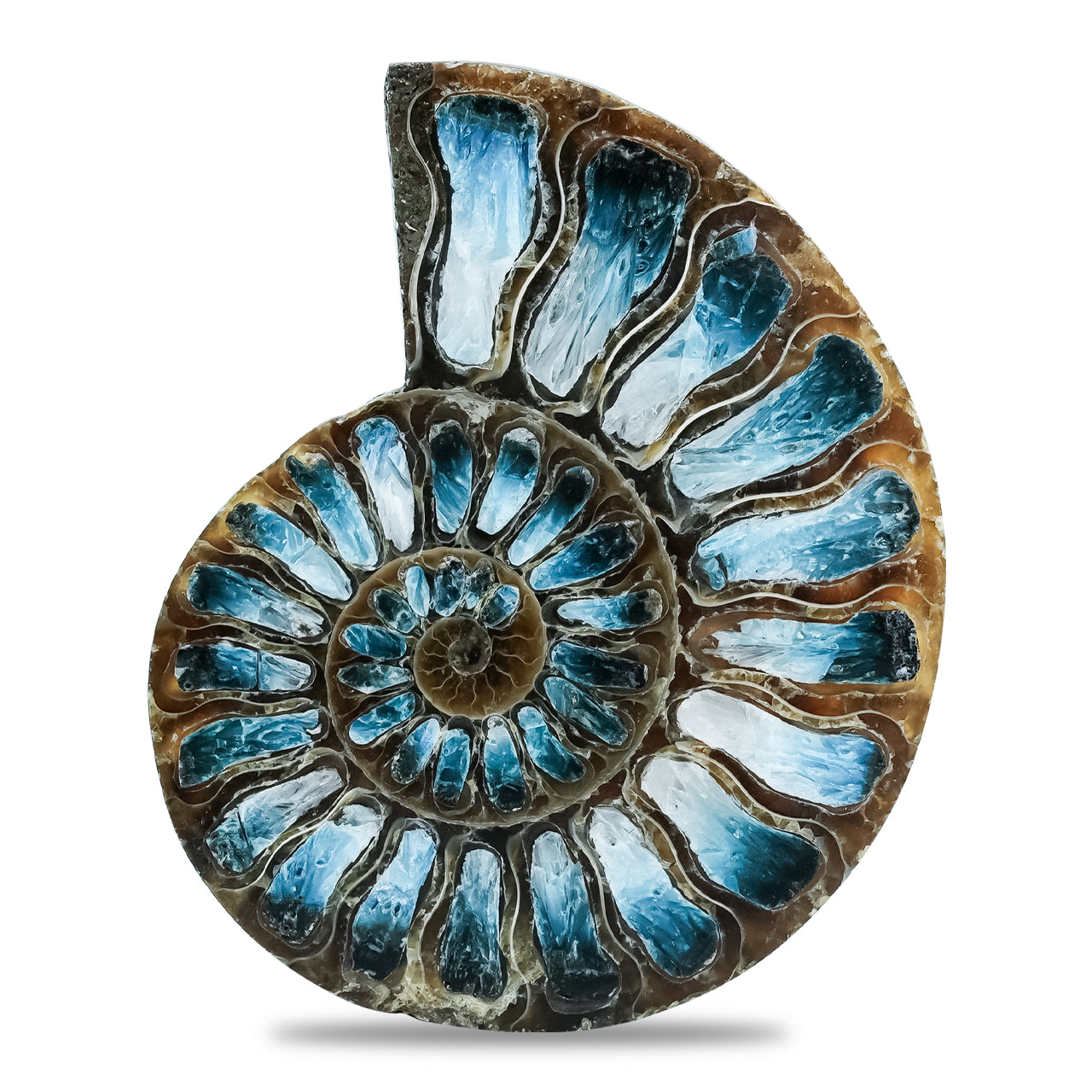 Starborn Ammonite Half with Blue Ice Glacierite Inlay Cabochon 51 - 55mm, 1 piece