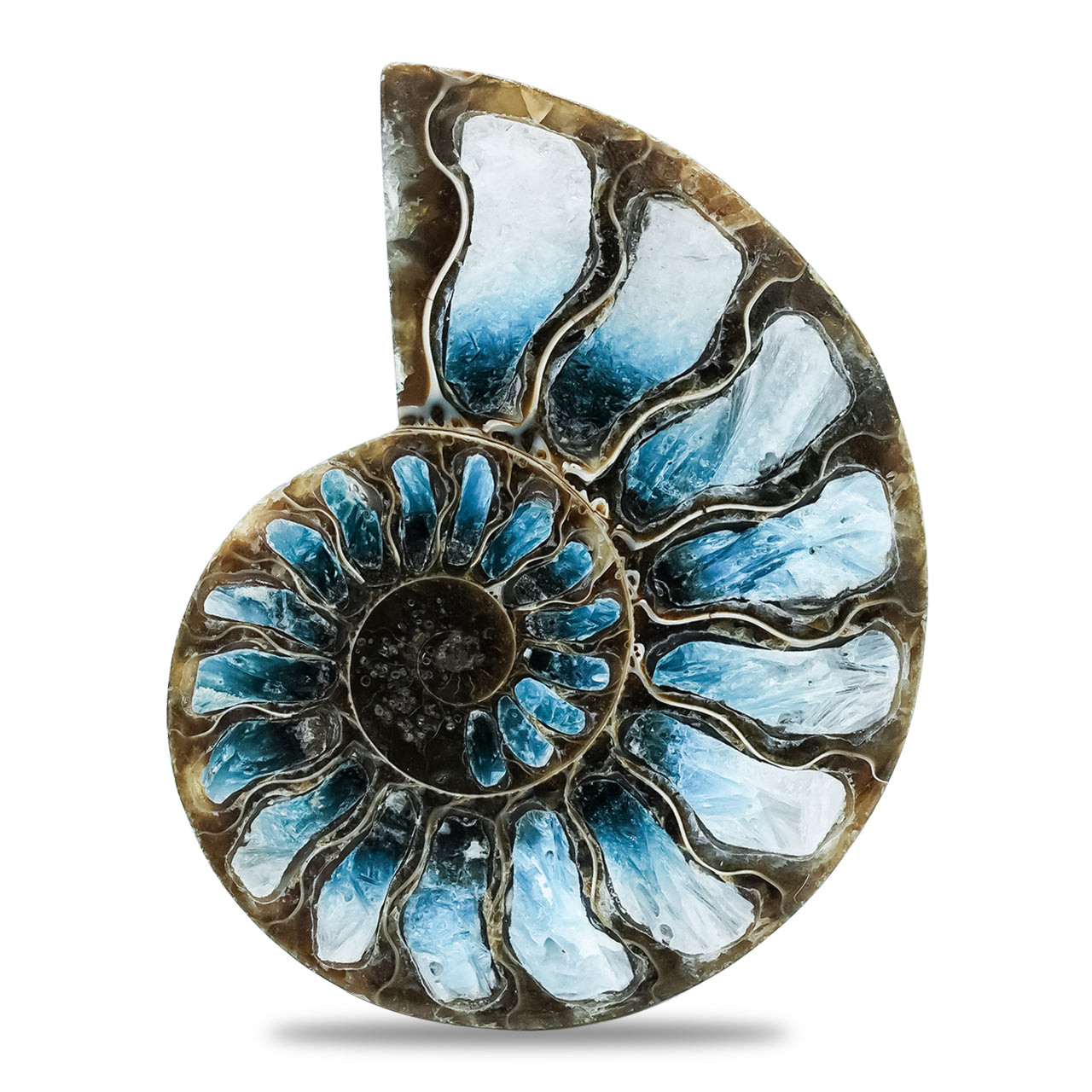 Starborn Ammonite Half with Blue Ice Glacierite Inlay Cabochon 51 - 55mm, 1 piece