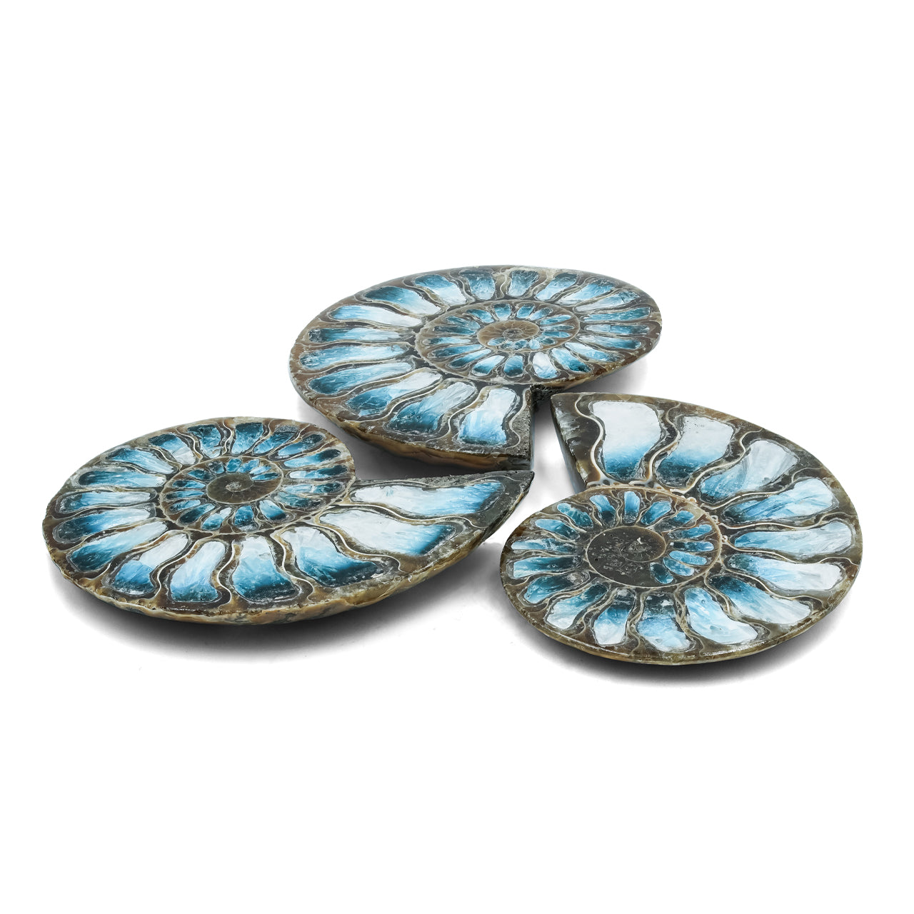 Starborn Ammonite Half with Blue Ice Glacierite Inlay Cabochon 51 - 55mm, 1 piece