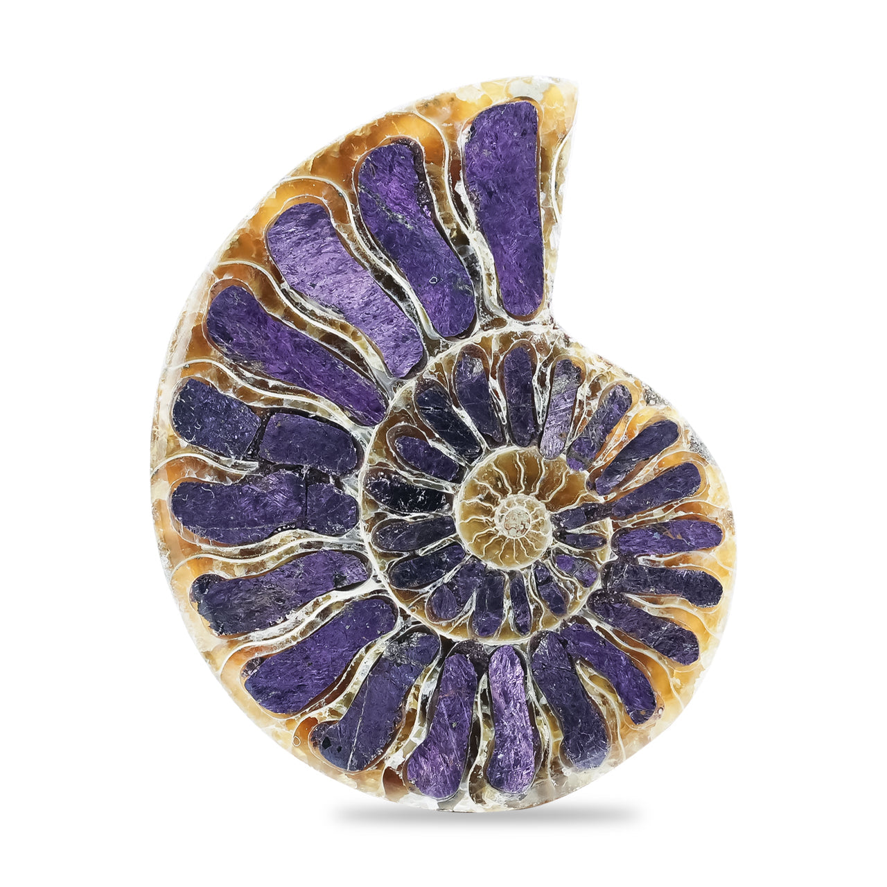 Starborn Ammonite Half with Purpurite Inlay Cabochon 36 - 40 mm, 1 Piece