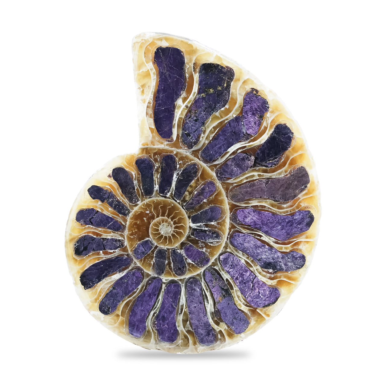 Starborn Ammonite Half with Purpurite Inlay Cabochon 36 - 40 mm, 1 Piece