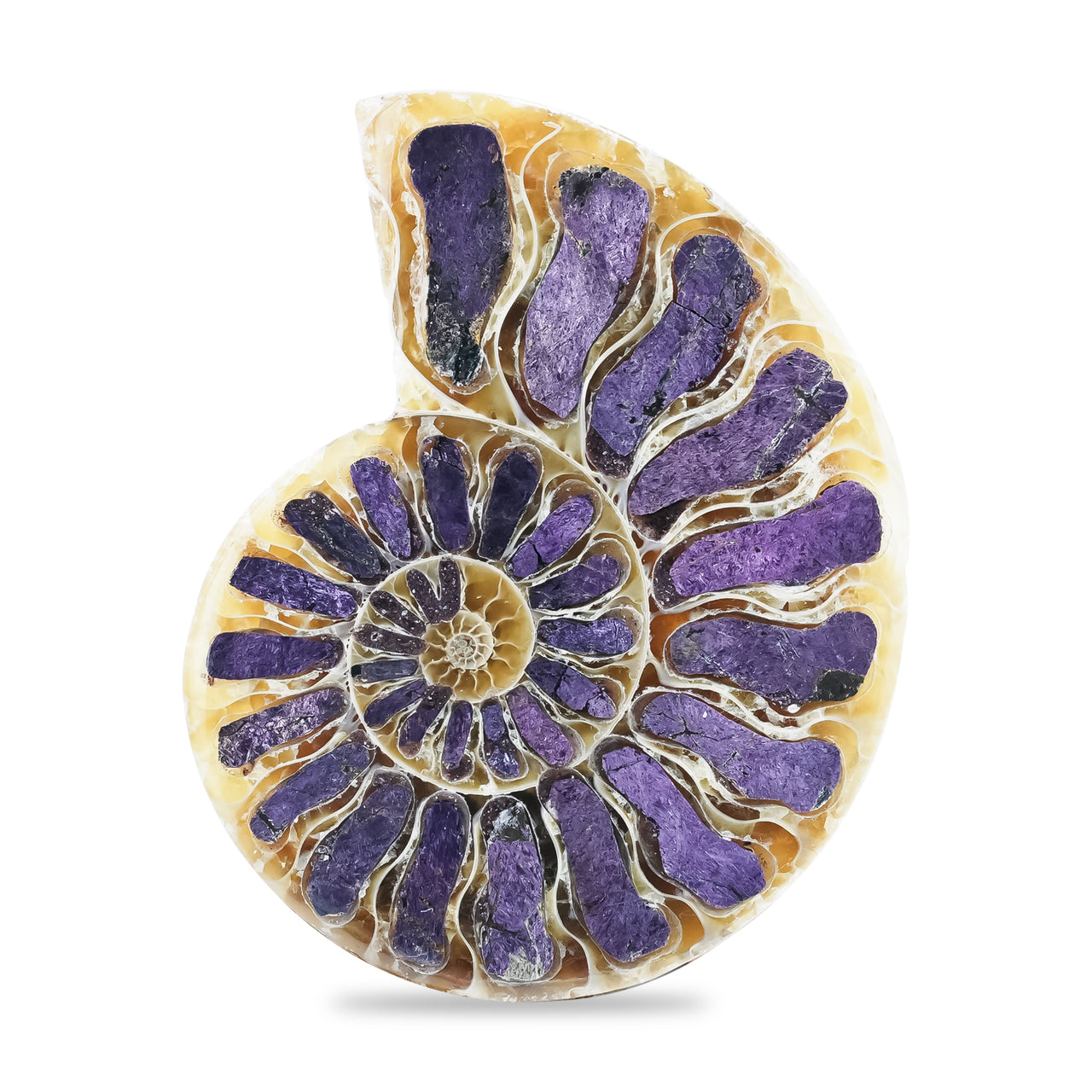 Starborn Ammonite Half with Purpurite Inlay Cabochon 36 - 40 mm, 1 Piece