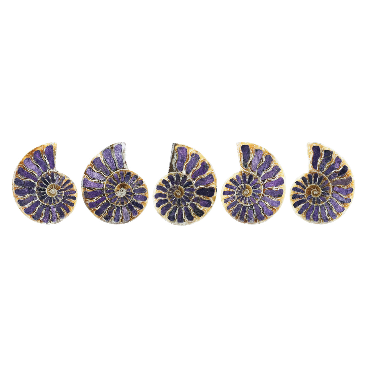 Starborn Ammonite Half with Purpurite Inlay Cabochon 36 - 40 mm, 1 Piece