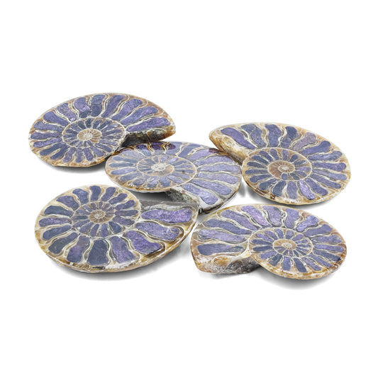 Starborn Ammonite Half with Purpurite Inlay Cabochon 36 - 40 mm, 1 Piece