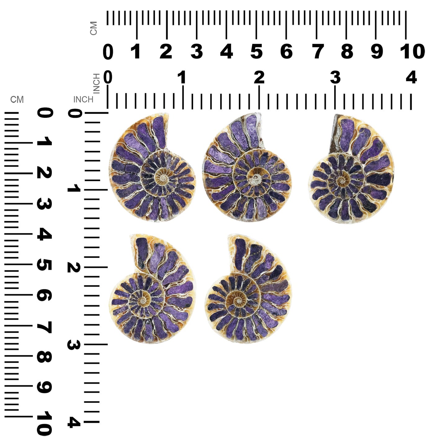 Starborn Ammonite Half with Purpurite Inlay Cabochon 36 - 40 mm, 1 Piece