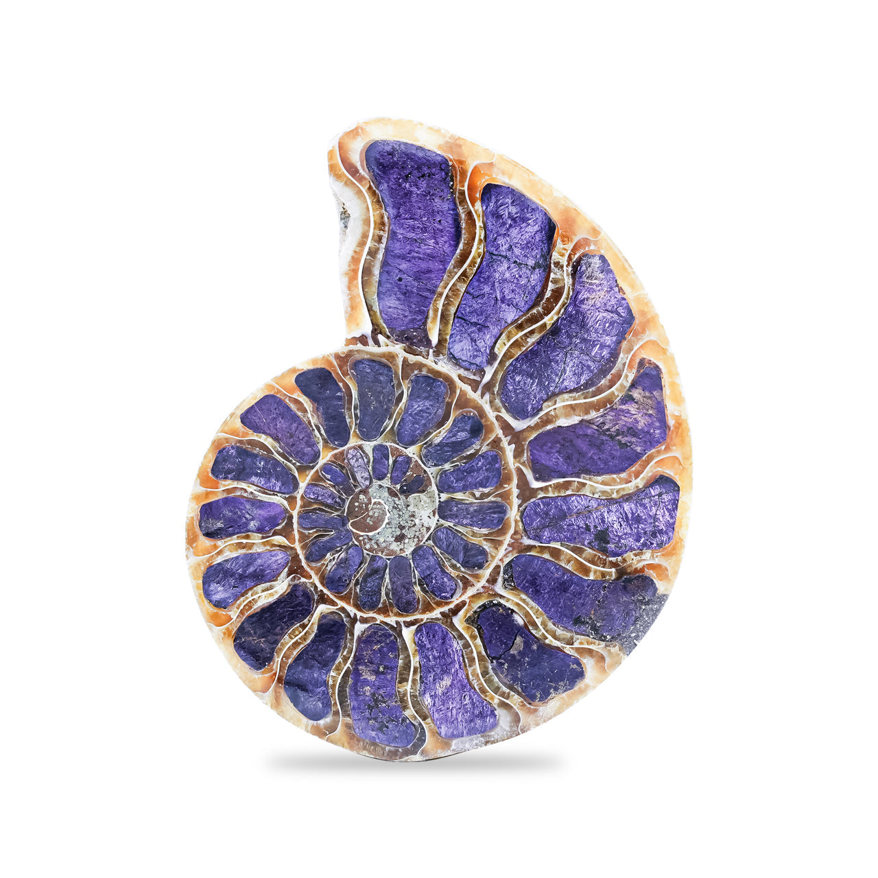 Starborn Ammonite Half with Purpurite Inlay Cabochon 56 - 60 mm, 1 Piece