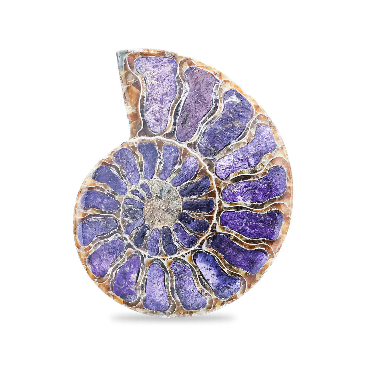 Starborn Ammonite Half with Purpurite Inlay Cabochon 56 - 60 mm, 1 Piece