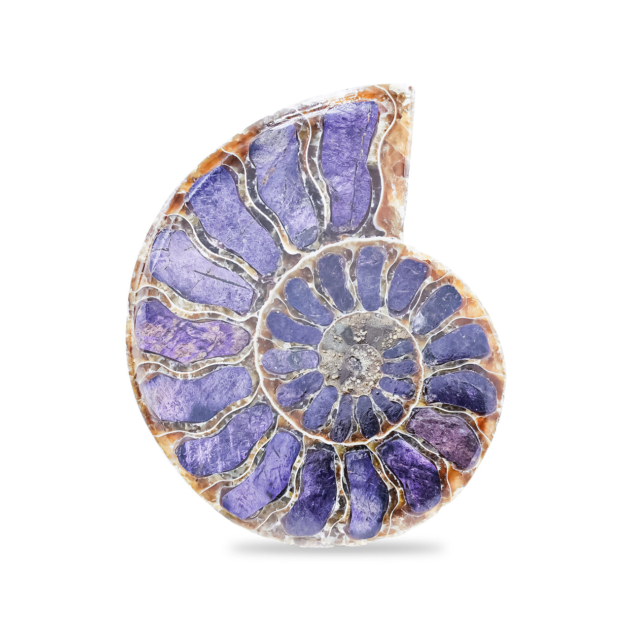 Starborn Ammonite Half with Purpurite Inlay Cabochon 56 - 60 mm, 1 Piece