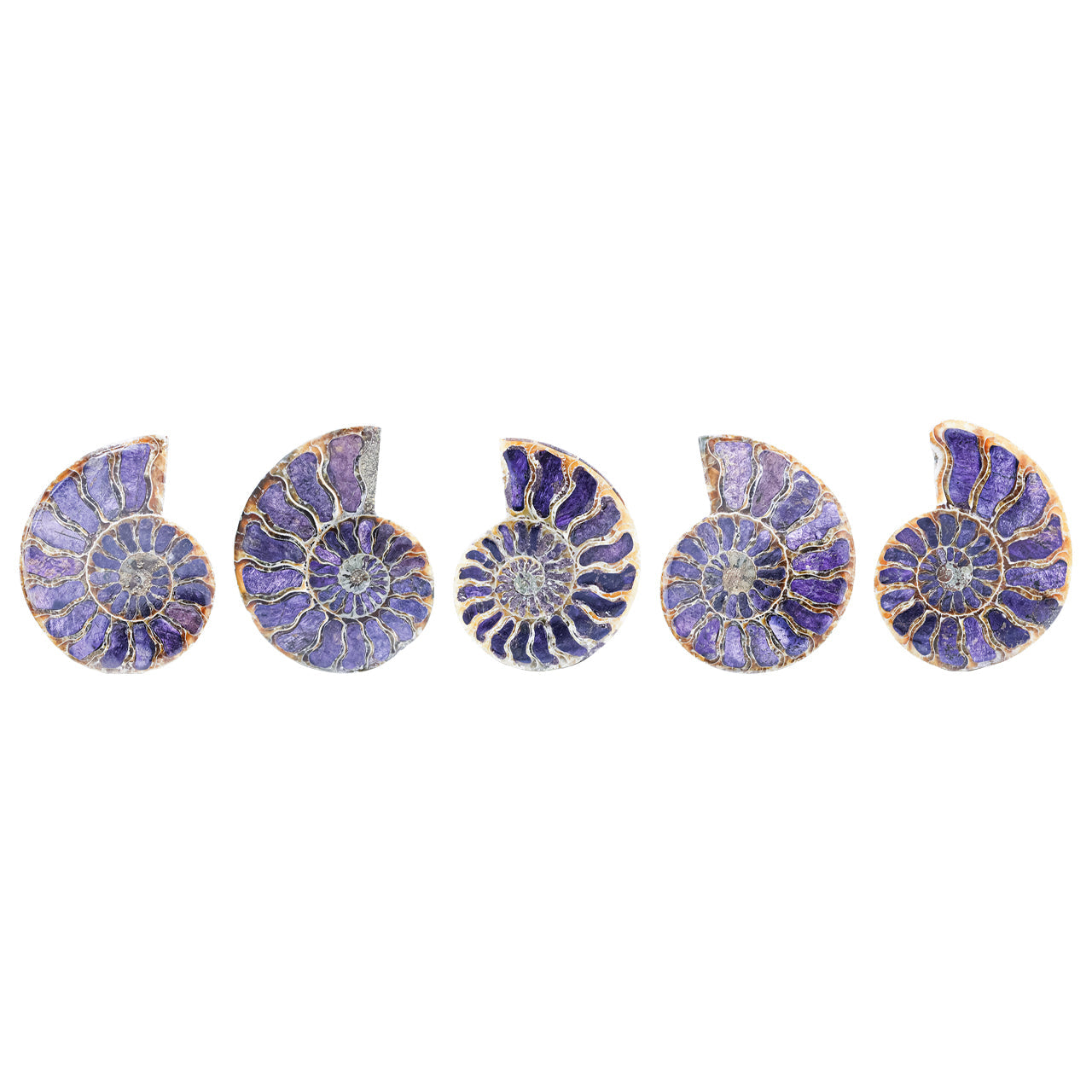 Starborn Ammonite Half with Purpurite Inlay Cabochon 56 - 60 mm, 1 Piece